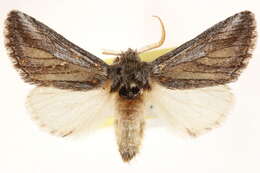 Image of <i>Litodonta aonides</i>