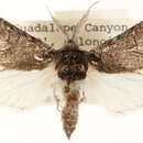 Image of <i>Litodonta contrasta</i>