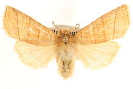 Image of Pyreferra citrombra Franclemont 1941