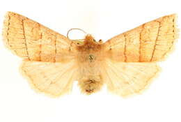 Image of Pyreferra citrombra Franclemont 1941