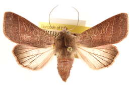 Слика од Marilopteryx lutina Smith 1902