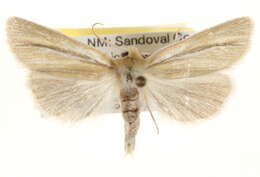 Image of Neleucania patricia Grote 1880
