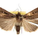 صورة Abagrotis striata Buckett 1968