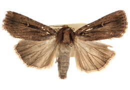 Image of Abagrotis striata Buckett 1968