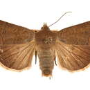 <i>Abagrotis mexicana</i>的圖片