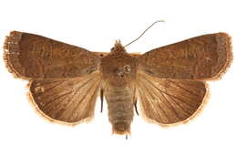 Image of <i>Abagrotis mexicana</i>