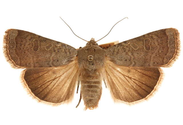 Image of <i>Abagrotis mexicana</i>