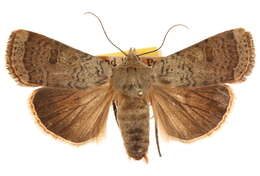 Image of <i>Abagrotis mexicana</i>