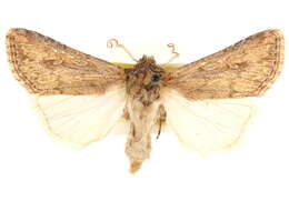 Image of <i>Eucoptocnemis dollii</i>