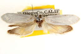 Image of <i>Tegeticula californica</i>