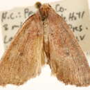 Image of Photedes carterae