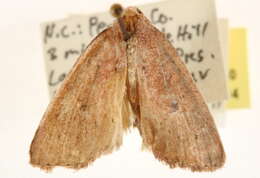 Image of Photedes carterae