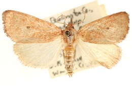 Image of Photedes carterae