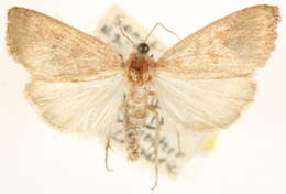 Image of Photedes carterae