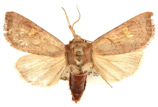 Image of Amphipoea