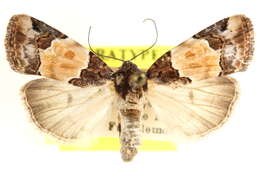 Image of <i>Bryolymnia biformata</i>