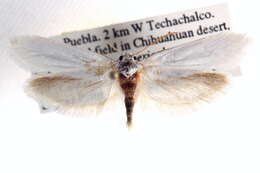 Image of <i>Tegeticula tehucana</i>