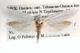 Image of <i>Tegeticula tehucana</i>
