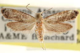 Image of Praydidae