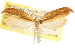 Imagem de Ypsolopha frustella