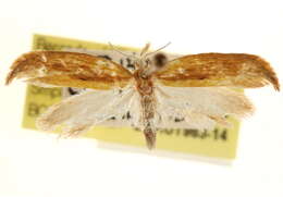 Imagem de Ypsolopha frustella