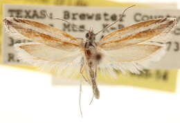 Imagem de <i>Ypsolopha gerdanella</i>