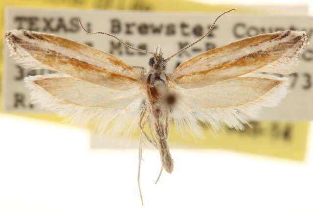 Imagem de <i>Ypsolopha gerdanella</i>