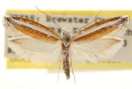 Imagem de <i>Ypsolopha gerdanella</i>