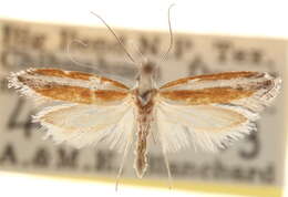 Imagem de <i>Ypsolopha gerdanella</i>