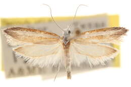 Imagem de <i>Ypsolopha gerdanella</i>