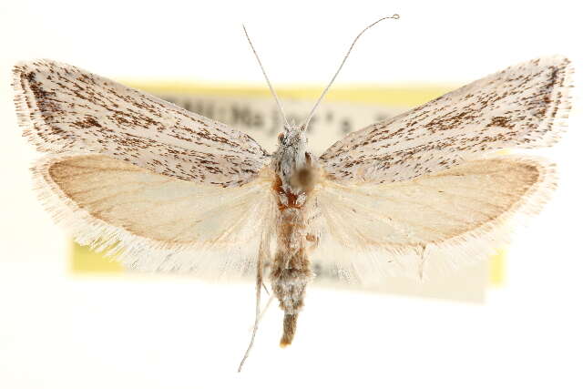 Imagem de <i>Ypsolopha striatella</i>