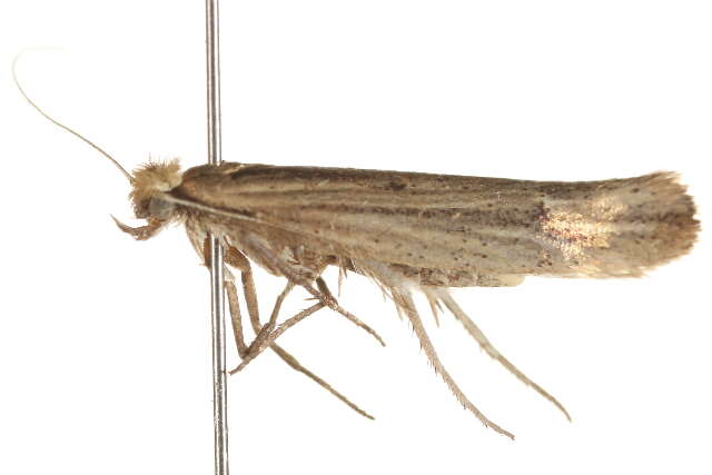 Image of Ypsolophidae