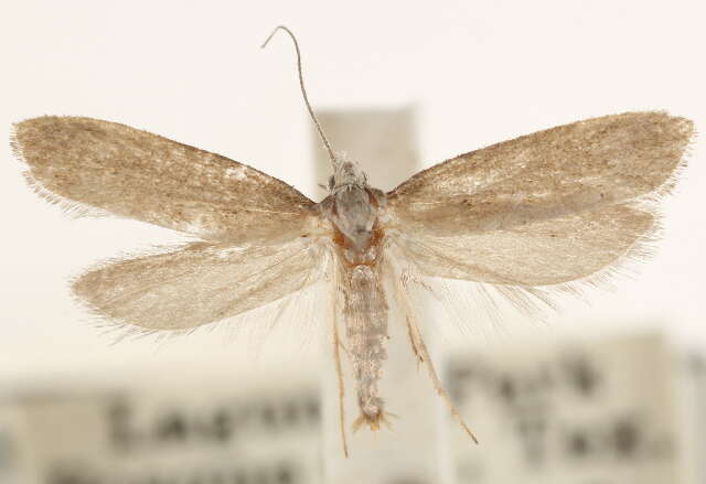 Image of Acrolepia leucoscia Meyrick 1927