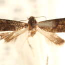 Neomachlotica spiraea Heppner 1981的圖片