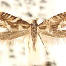 Image of Glyphipterix californiae Walsingham 1881