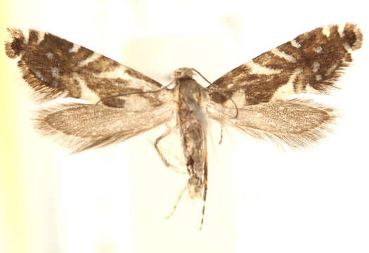 Image of Glyphipterix juncivora