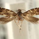 Image of Glyphipterix roenastes Heppner