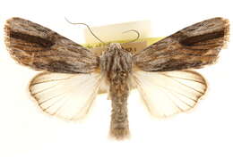 Image of Southern Armyworm Moth