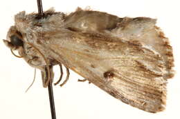 Image of Southern Armyworm Moth