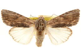 Image of Southern Armyworm Moth