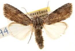 Image of Southern Armyworm Moth