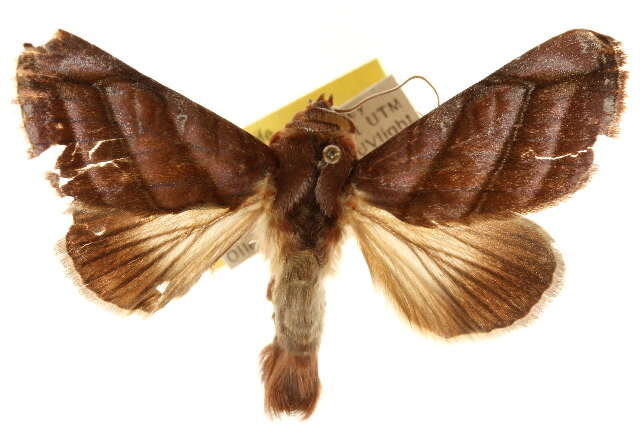 Image de Hemicephalis paulina Druce 1889