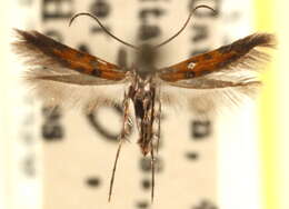 Image of sun moths