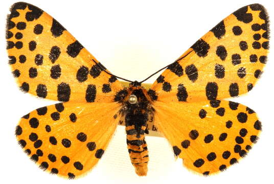 Image of <i>Zerenopsis leopardina</i> Felder 1874
