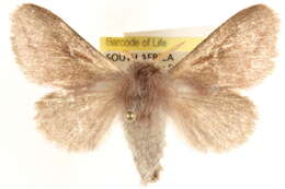 Image of Lasiocampoidea