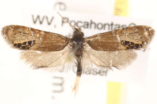 Image of Ridings' Fairy Moth