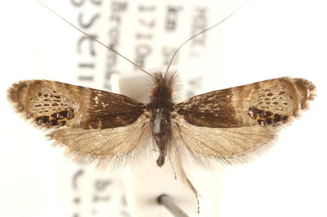Image of Ridings' Fairy Moth