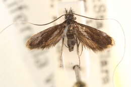 Image of Adela punctiferella Walsingham 1890