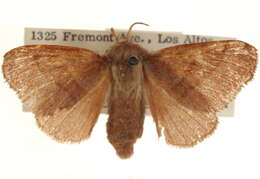 Plancia ëd Malacosoma constricta Edwards 1874