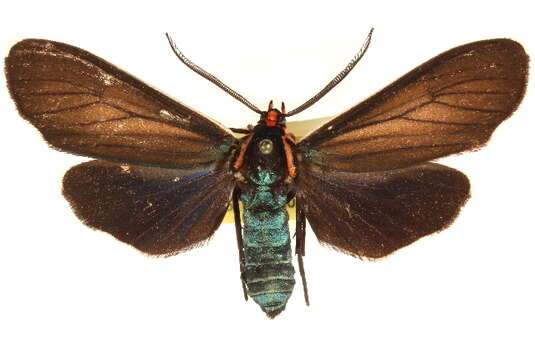 Image of Ctenucha multifaria Walker 1854